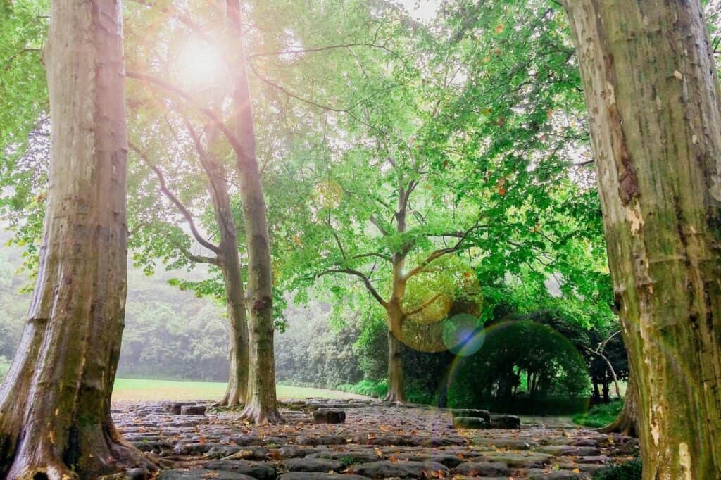 Trees in a park in the concept of parks and green spaces in Hendon.