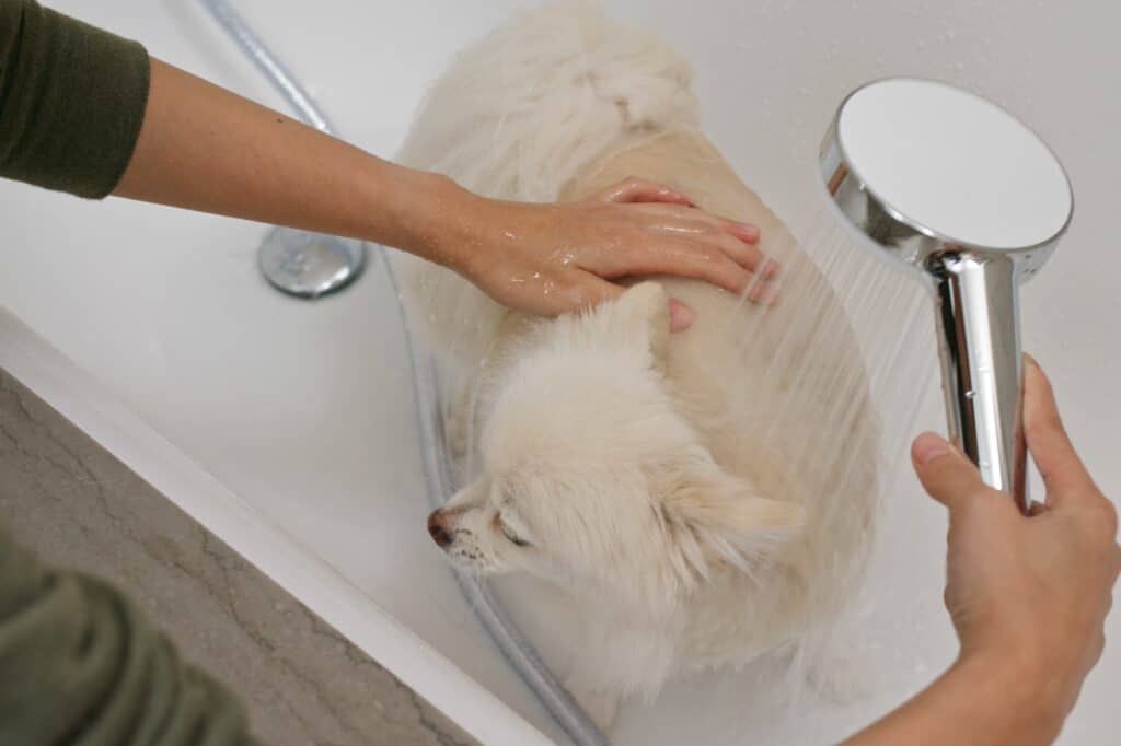 A pet dog under the shower during bathtime